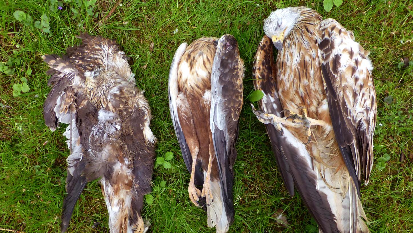 Vergiftete Greifvögel in Ostbayern: Suche nach Täter
