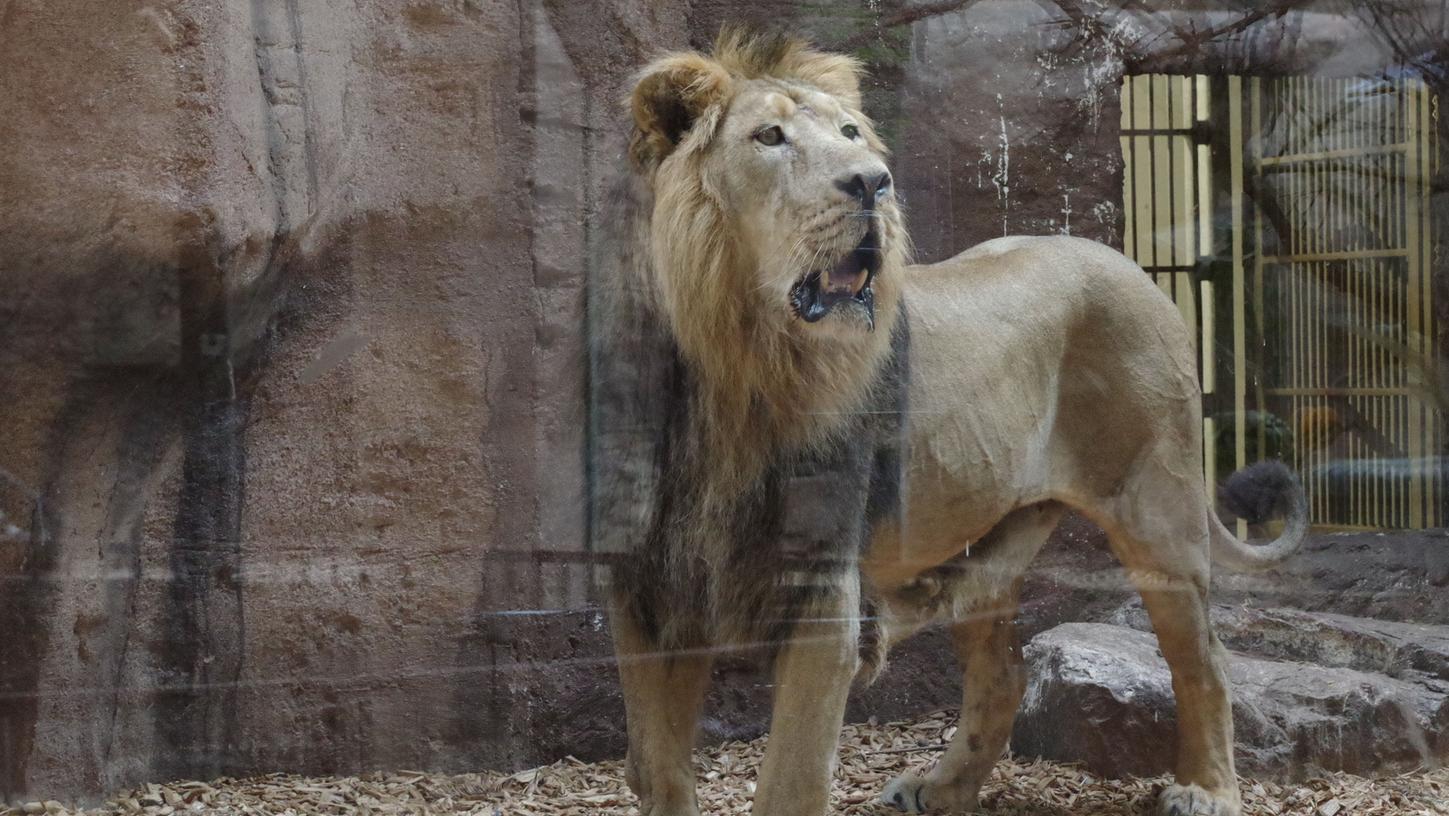 Subali ist da: Der Nürnberger Tiergarten hat neuen Löwen
