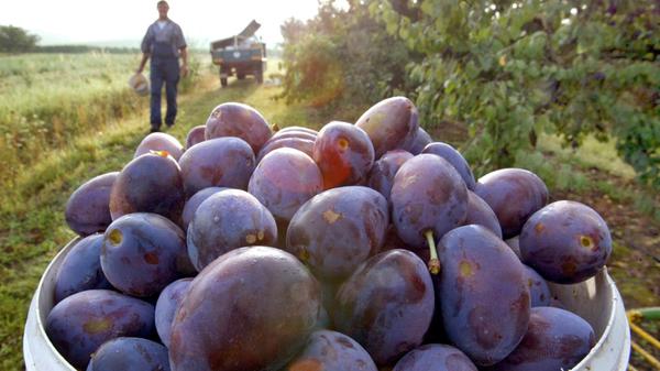 Zwetschgen in Franken