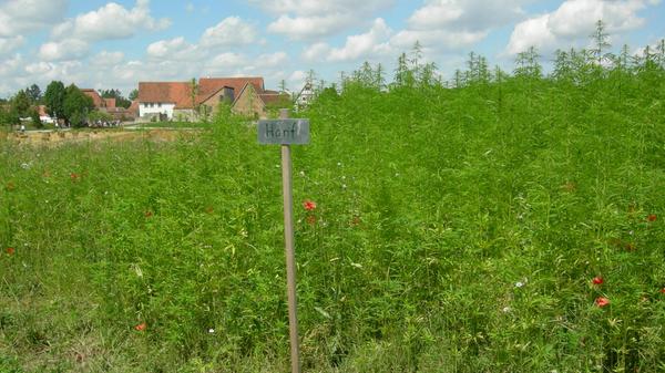 Nutzhanf darf in Deutschland von Bauern zu industriellen Zwecken angebaut werden. Der THC-Gehalt dieser Pflanzen ist verschwindend gering. Die Samen werden dann für die Gewinnung von Öl, die Fasern für Textilien und die Blüten für die Produktion von ätherischen Ölen verwendet.