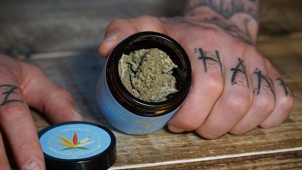 Hanfblütentee schmeckt nicht nur, er hilft auch: Er enthält fast kein berauschendes THC, hingegen das Cannabinoid CBD, das medizinisch entkrampfend, entzündungshemmend und angstlösend wirken soll.