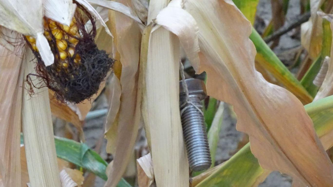 In Gerolzhofen in Unterfranken entdeckte ein Landwirt mehrere Schrauben an seinen Maisspflanzen. Geraten sie beim Ernten in die Maschinen, können sie zu tödlichen Geschossen werden.