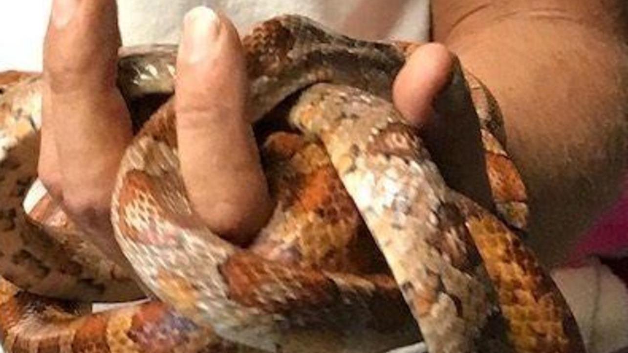MdL Strobl: Schlangenhalter brauchen bei giftigen Tieren Erlaubnis