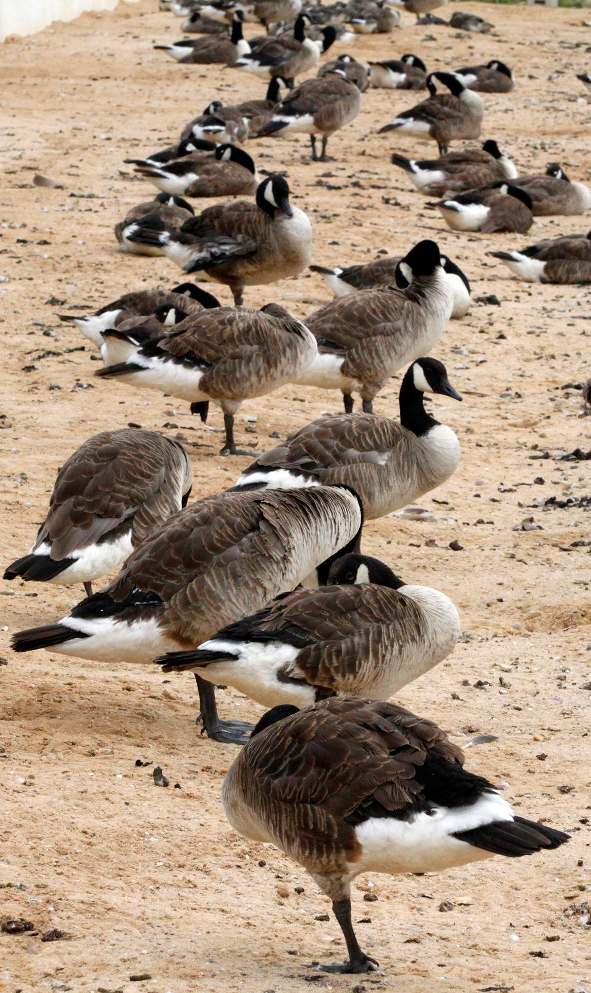 Neun Dinge Die Sie Uber Die Kanadagans Wissen Mussen Nurnberg Nordbayern