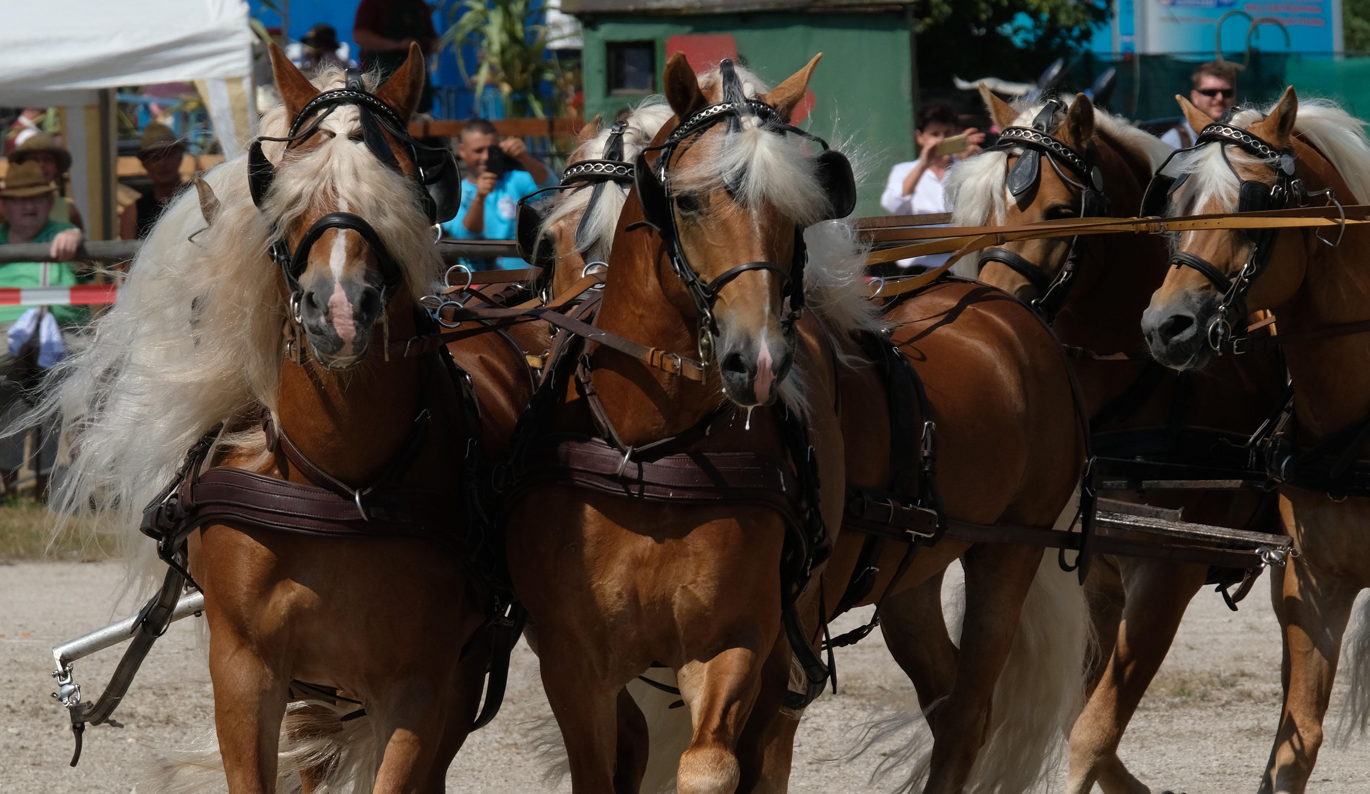 Fliegende Mähnen Knoblauchsländer feierten Pferdetag Nordbayern