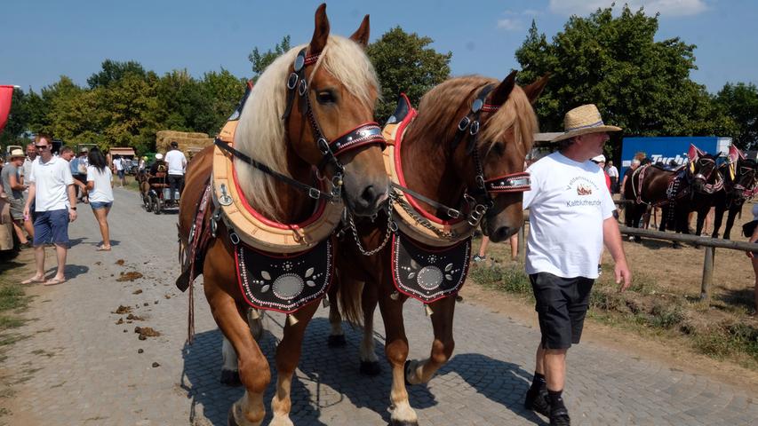 Bis zu 100 Pferde waren auf dem Gelände. Fünf, sechs Gespanne waren zudem dauerhaft im Einsatz, um die Besucher über die Felder des Knoblauchslands zu kutschieren.