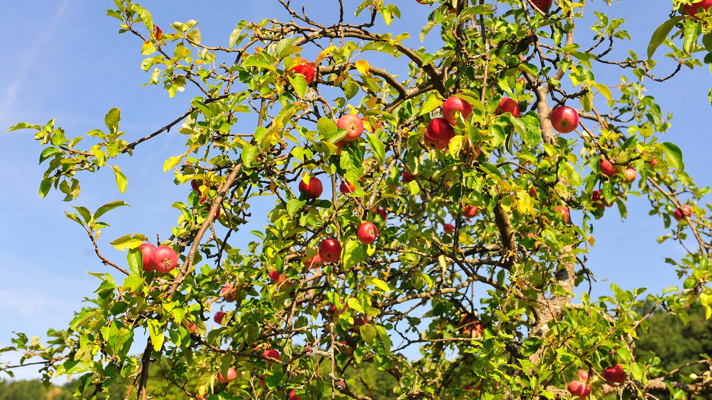 Obstbauern erwarten Rekordernte bei Äpfeln