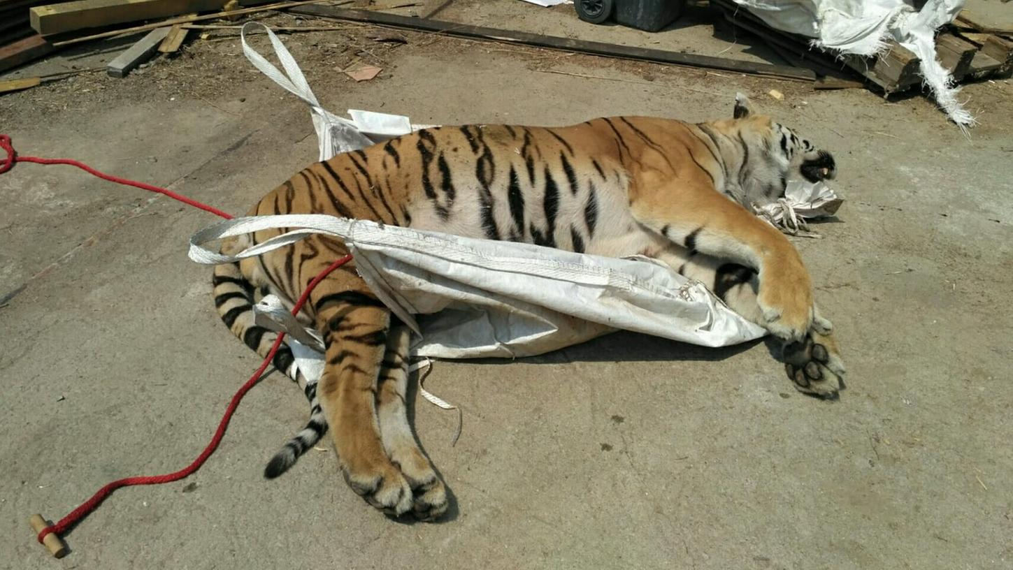 Tiger in Tschechien für dubiose Geschäfte getötet