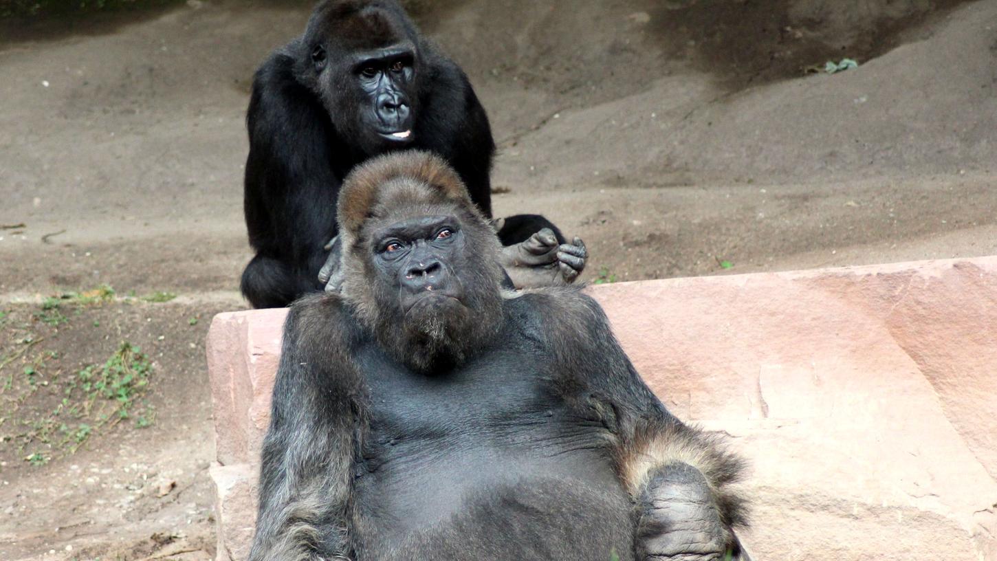 Trauer im Tiergarten: Berühmter Gorilla-Opa Fritz ist tot 