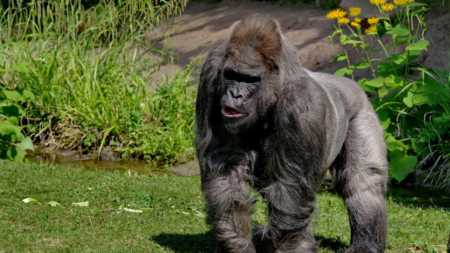 Tod von Gorilla-Opa Fritz: So emotional trauert sein Harem