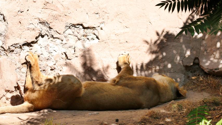 Löwendame Arany ist von der Hitze geschafft und gönnt sich im Außengehege einen Mittagsschlaf.
