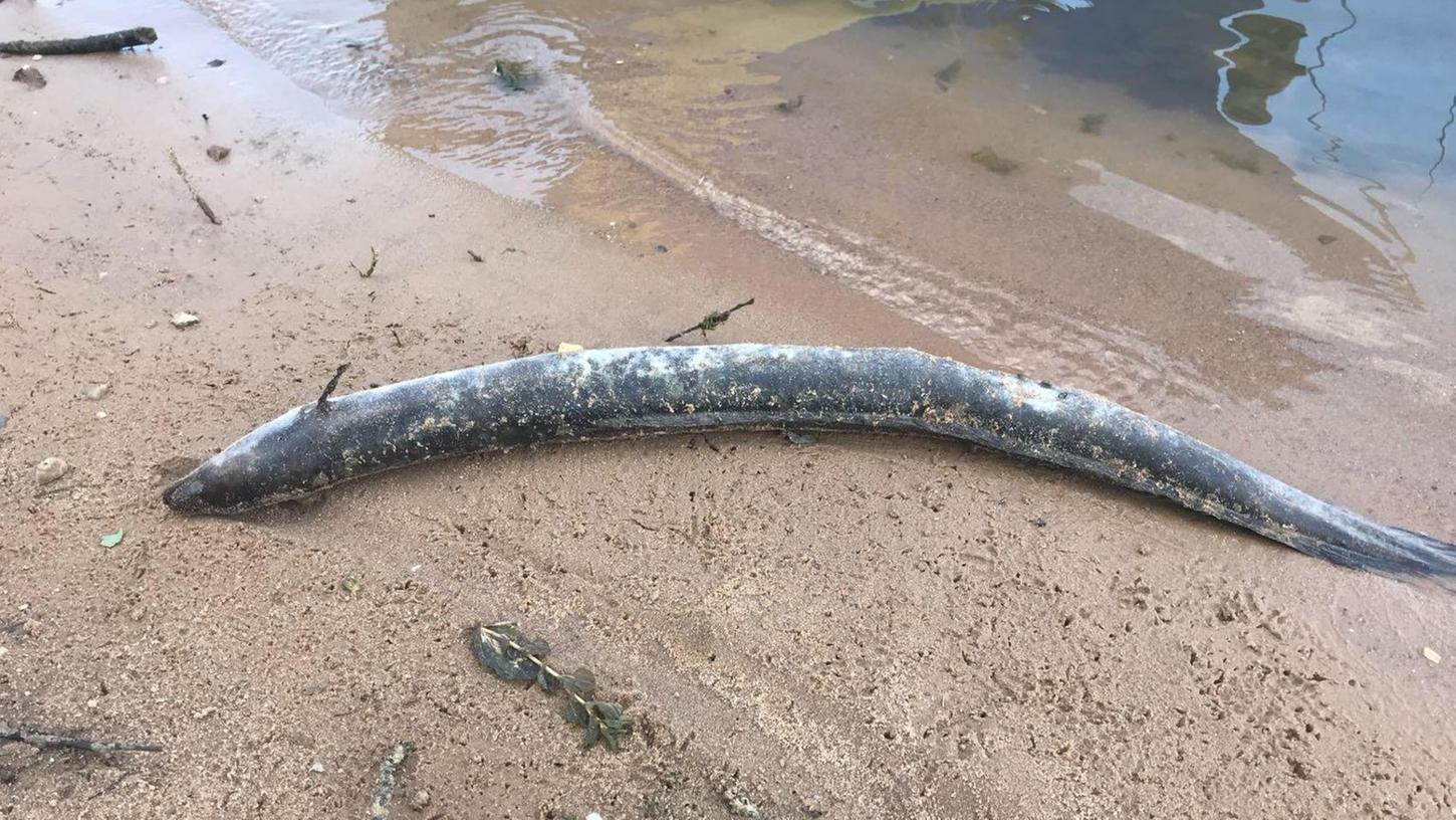 Tote Aale stranden an den Ufern des Brombachsees