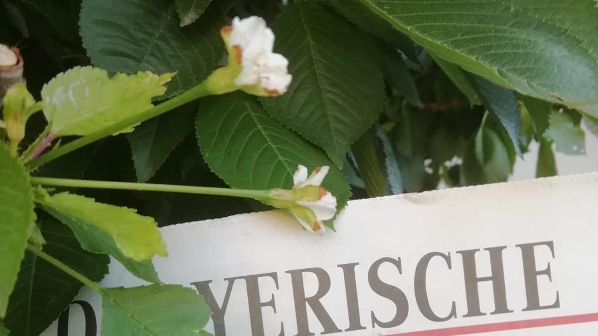 Hohenschwärz: Kirschbaum blüht zum zweiten Mal
