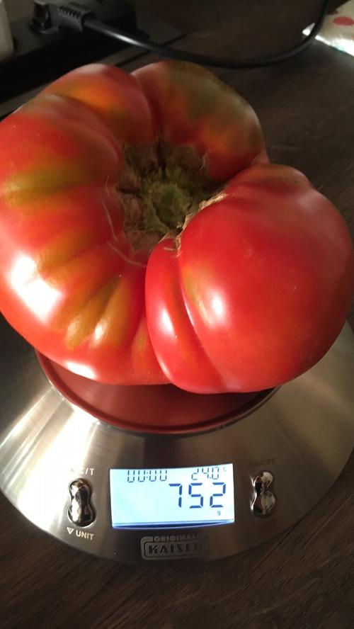 Die Großmutter unseres Lesers Harald hat eine ganze Tomatenzucht bei sich zu Hause. Ihr größtes Exemplar wiegt stolze 752 Gramm.