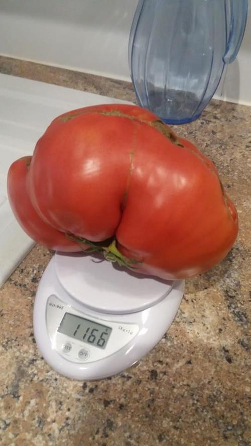 Was für ein dickes Ding: Die größte Tomate von unserem Leser Klemens wiegt über ein Kilo. "Sieht aus wie ein Popo", sagen andere User. Egal: Viel Spaß beim Essen!