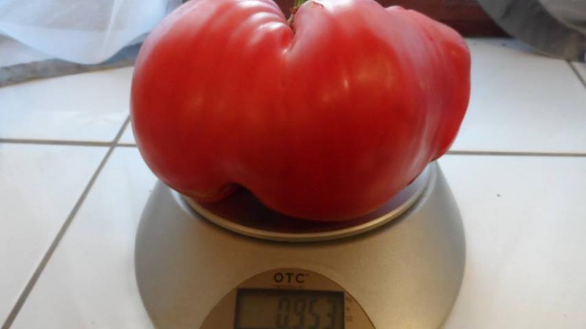 Unsere Leserin Samira züchtet um die 50 Tomaten-Sorten. Dieses Prachtstück schafft es auf ganze 953 Gramm.