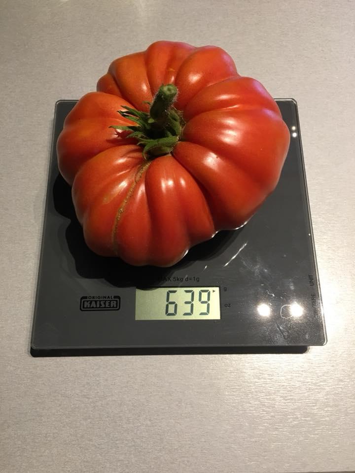 dicke-kurven-weicher-kern-die-gr-ten-tomaten-unserer-leser