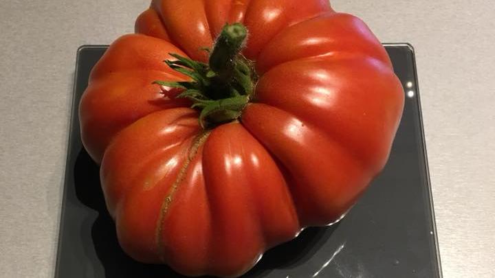 Dicke Kurven, weicher Kern: Die größten Tomaten unserer Leser