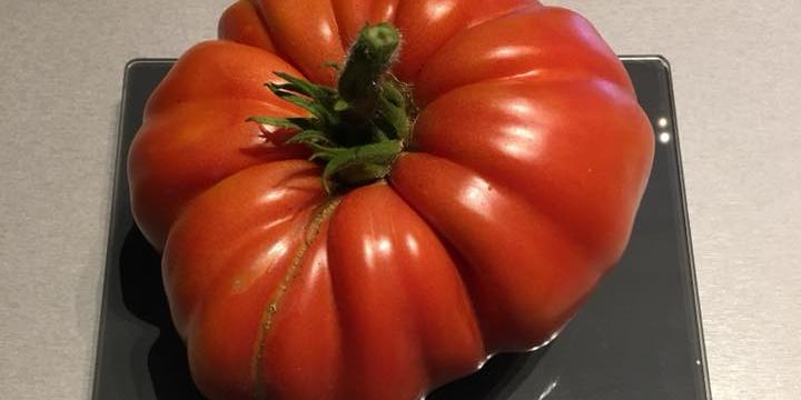 Dicke Kurven Weicher Kern Die Gr ten Tomaten Unserer Leser dicke-kurven-weicher-kern-die-gr-ten-tomaten-unserer-leser