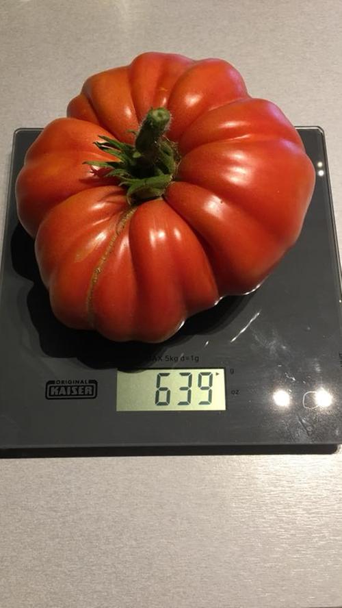 Grazil mit ein paar Fältchen: Die Tomate von unserem Leser Alexander wiegt satte 639 Gramm.
