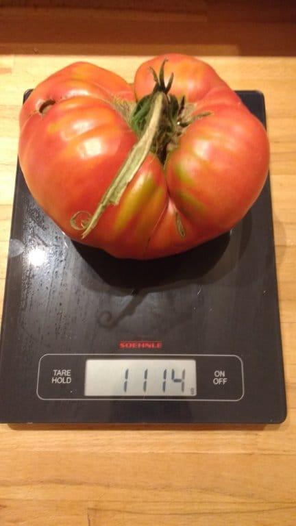 Auch die Tomate von Michael Köbler knackt die Kilo-Grenze mit satten 1114 Gramm.