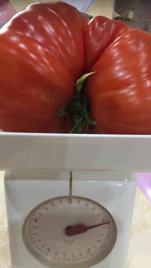 Was für ein Brocken: Die Tomate unserer Leserin Angelie bringt die Waage ganz schön ins Schwitzen. Über ein Kilo zeigt das gute Stück an. Die Züchterin verrät ihr Geheimnis: Bulgarische Samen, fränkische Hitze und Schwabacher Wasser haben die Tomate kräftig wachsen lassen.