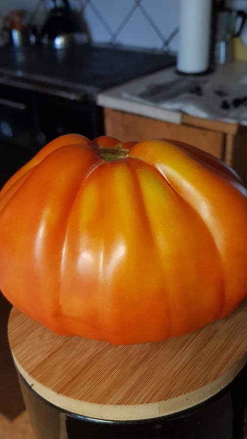 Unser Leser Werner schafft es mit seiner Tomate auf ganze 750 Gramm. Noch schnell ein Bild geknipst, bevor sie auf den Esstisch kam.