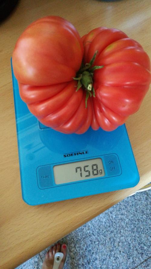 Unsere Leserin Tamara präsentiert stolz die Tomate ihrer Schwiegermutter: Mit 758 Gramm passt sie gerade noch auf die Waage. Die Tomate versteht sich, nicht die Schwiegermutter.