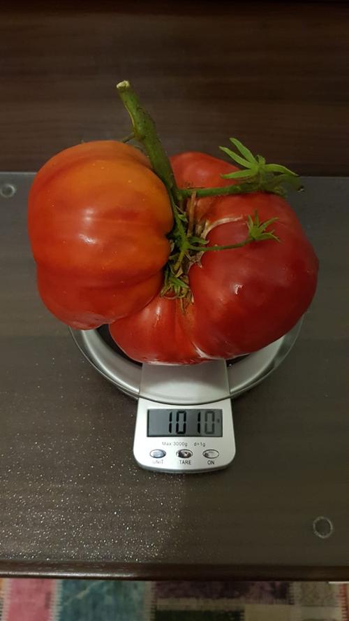 Wenn das mal keine Schnapszahl ist: Ganze 1010 Gramm wiegt diese Riesen-Tomate unseres Lesers Christian.