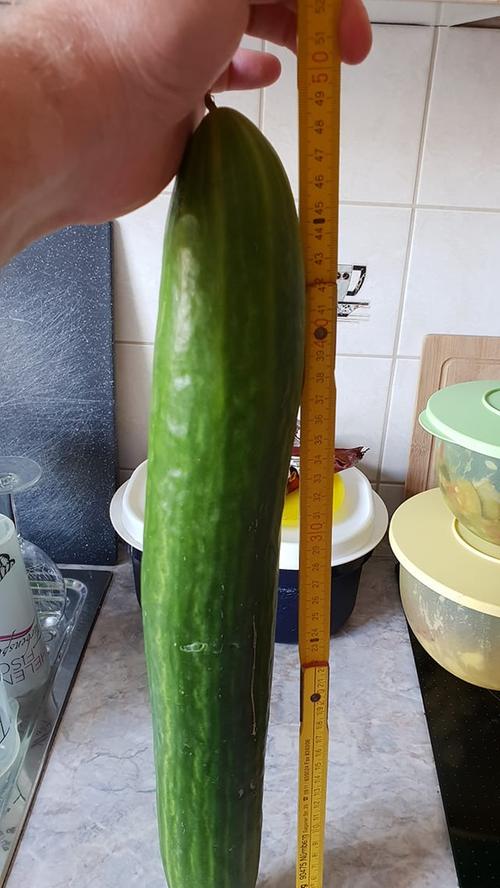Keine Tomate, dafür aber eine Monster-Gurke präsentiert unser Leser Josef: Fast 50 Zentimeter ist sie lang. Damit ist die Schüssel Gurken-Salat sicher.