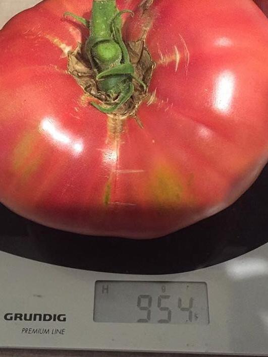 Wann Ist Fermentiertes Gemuse Schlecht Wann Sind Tomaten Schlecht - Captions Hunter