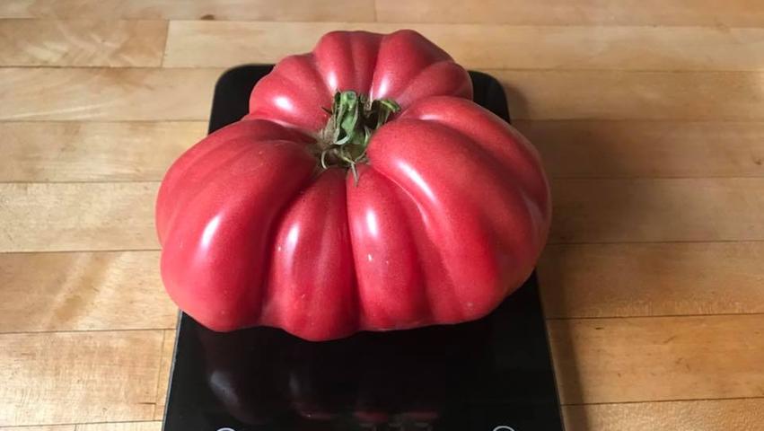 Mit diesem Bild begann die Suche nach den größten Tomaten in der Region. Unsere Kollegin schleppte das Exemplar ihres Papas Siegfried an, das ganze 727 Gramm auf die Waage brachte. Wir wollten natürlich wissen: Wer kann das noch toppen?