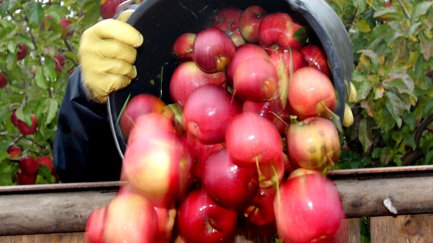 Wer zu viele Äpfel übrig hat, kann sich zur Treuchtlinger Obsttauschbörse anmelden.
