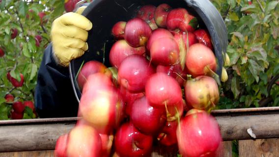 Treuchtlingen: Kulturladen organisiert Obstbörse