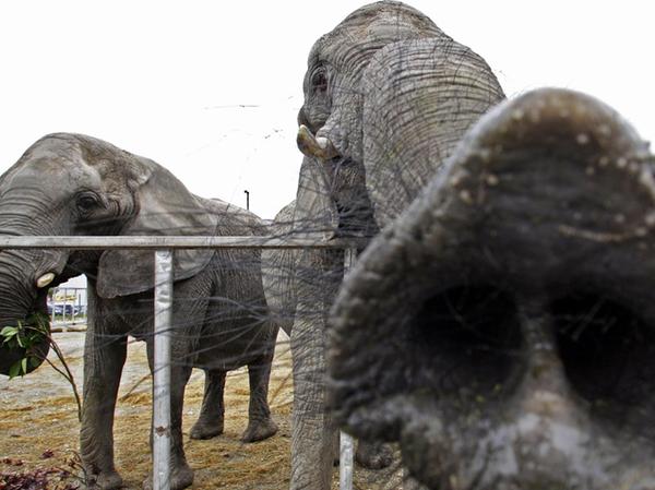 Zirkus mit Elefanten und Giraffen in Nürnberg sorgt für Protest