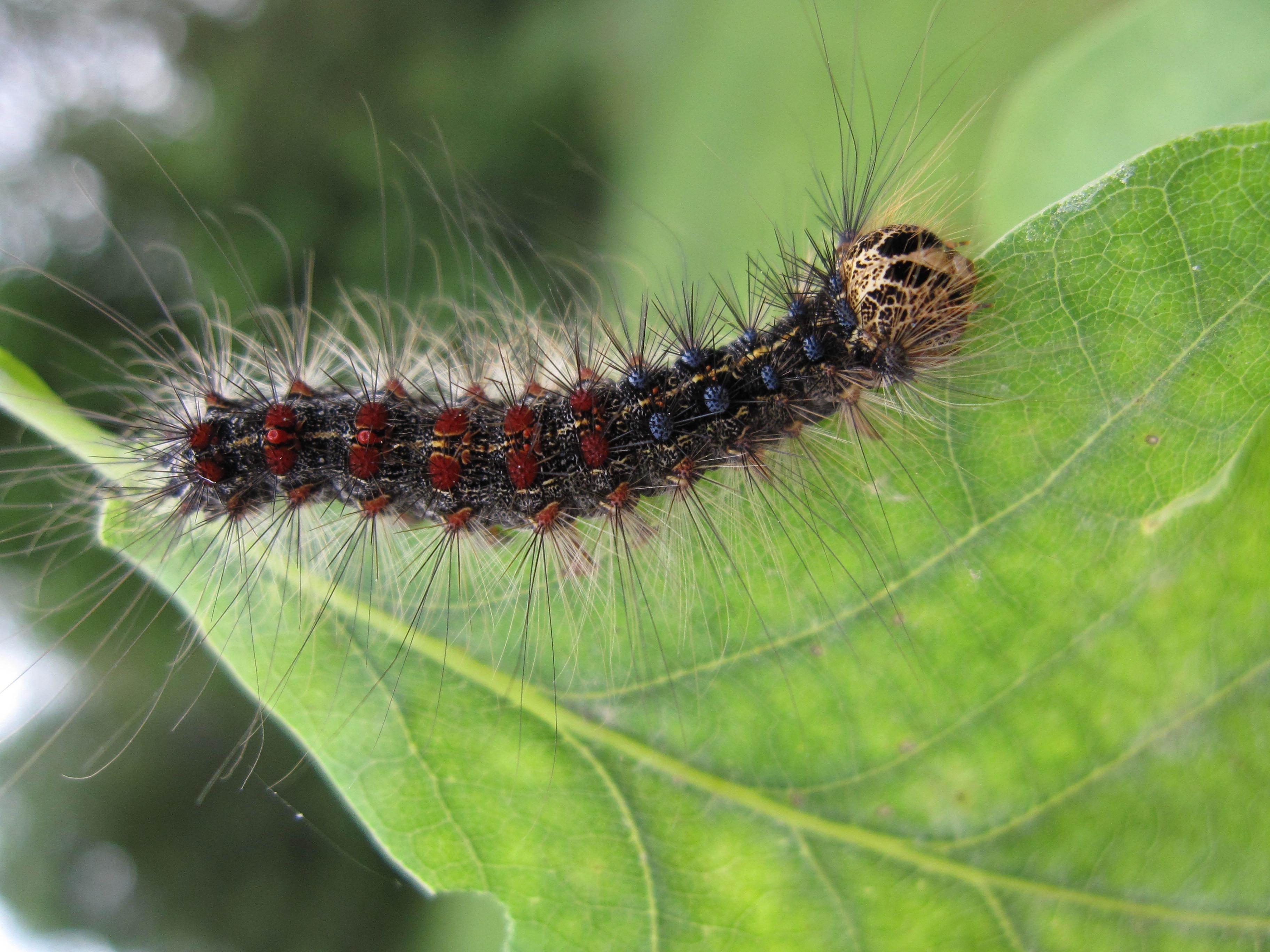 So sieht sie aus der Nähe aus, die Raupe des Schwammspinners (Lymantria dispar).