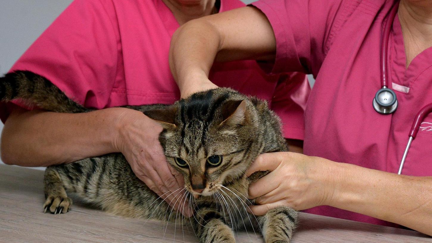 Schwabach: Tierarzt belastet Tierschutzverein schwer