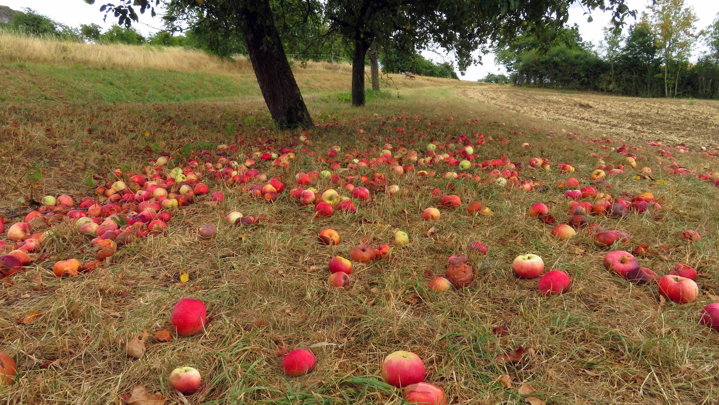 Für eine Streuobstwiese soll ein Mann aus Niederbayern über 2500 Euro Grundsteuer im Jahr bezahlen. Er will nun Einspruch einlegen. (Symbolbild)