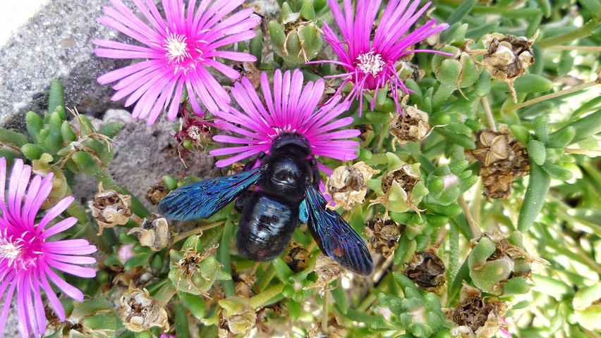 Blaue Sudlanderin Summt Durch Altmuhlfranken Treuchtlingen Treuchtlingen Nordbayern De