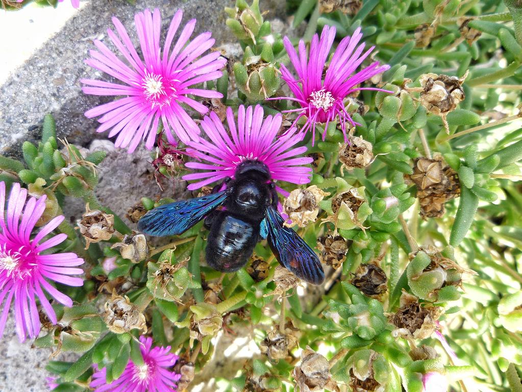 Blaue Sudlanderin Summt Durch Altmuhlfranken Treuchtlingen Treuchtlingen Nordbayern De