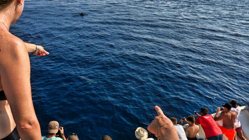 Plötzlich schwimmen Delfine rund ums Schiff.