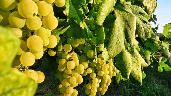 Nächste Station: Die Weinberge vor Vrbnik, nur hier wächst die Rebsorte Zahtina.