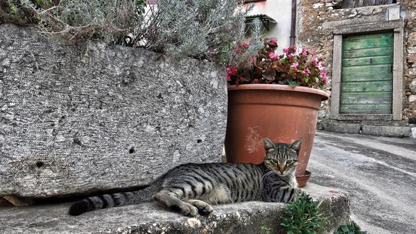 In der Gasse daneben ahlt sich diese Katze.