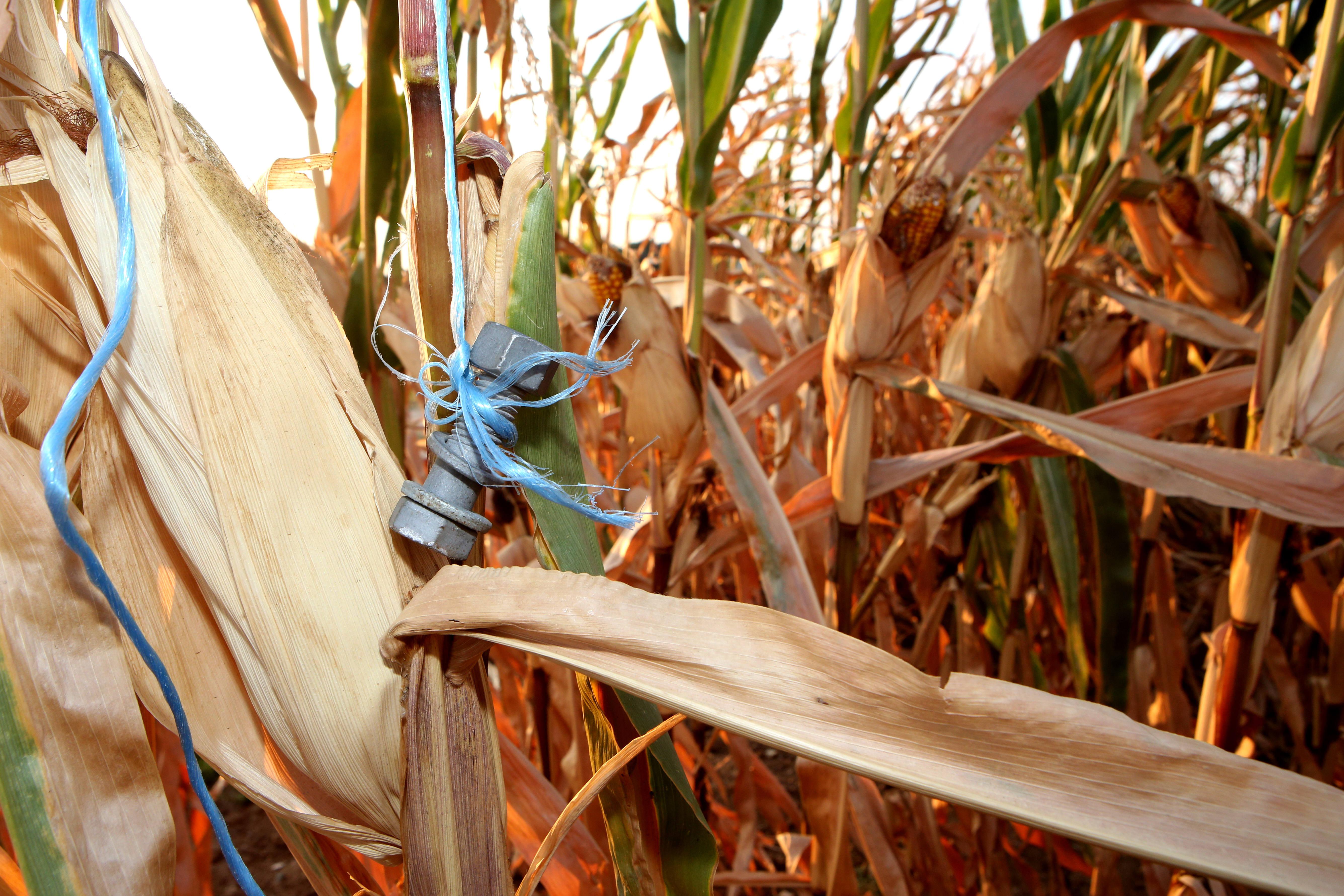 Metallanschläge in unterfränkischen Maisfeldern