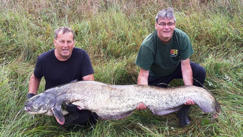 Dieser Raubfisch hang Harald Sandel und Reiner Grundel Ende August 2018 am Haken. Er brachte stolze 50 Kilogramm Gewicht auf die Waage und maß 206 Zentimeter.