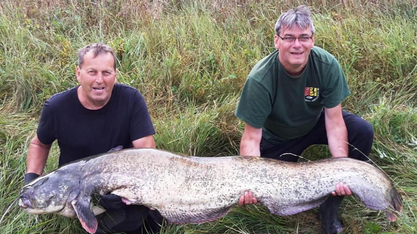 50 Kilo-Fisch: Röttenbacher zieht Riesen-Waller aus der Aisch