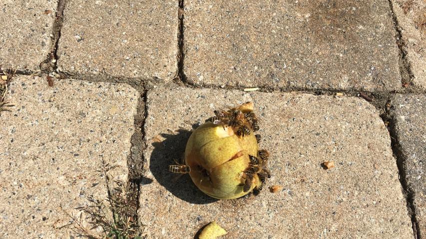 Weiter geht es nach Simonshofen. Dort summt es über einem Apfel bereits ganz schön. Wegen der Hitze in den vergangenen Wochen schwirren derzeit besonders viele Wespen umher.