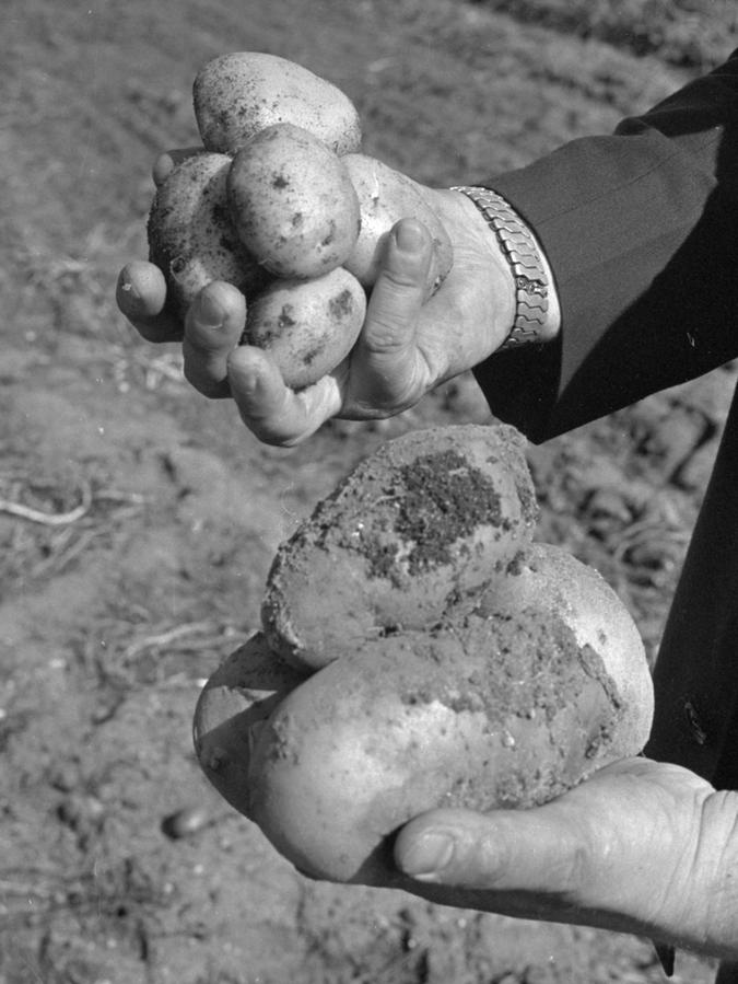 3. September 1968: Kartoffeln faulen im Boden