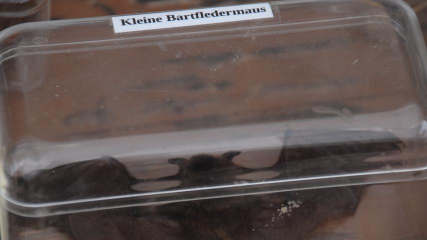 Schaurig-schöne Tiere: Die Fledermausnacht in Heroldsbach