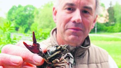 Flusskrebs kehrt in die Zenn zurück